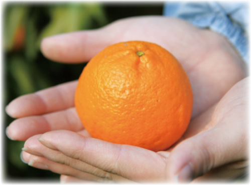 手のひらに載せている1つのみかん