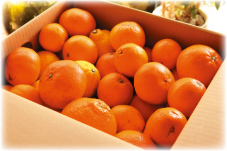 箱詰めされたみかんの写真