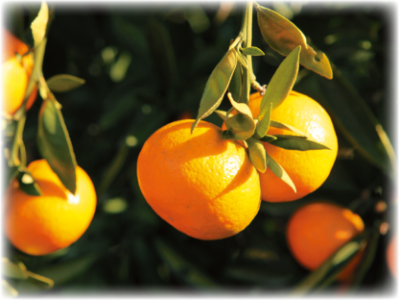 温州みかんの写真