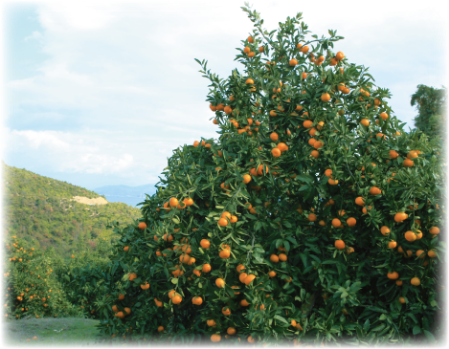 木になっている温州みかんの写真