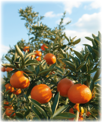 木になっているいよかんの写真