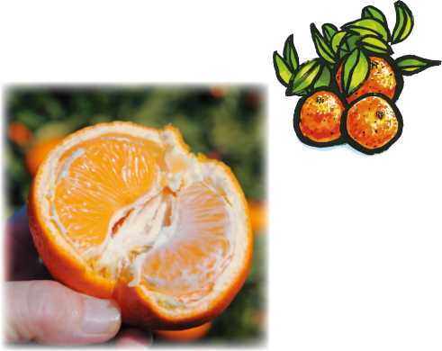 半分に割ったいよかんの写真