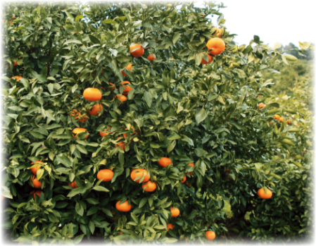 木になっているはるみの写真