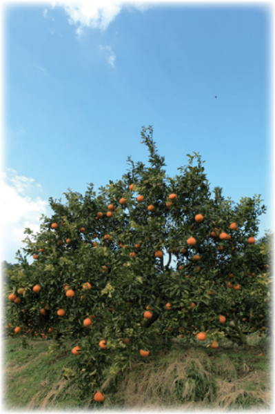 木になっている甘平とぽんかんの写真