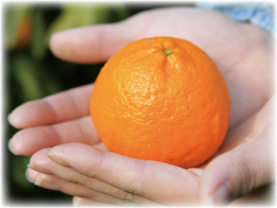 ぽんかんの写真