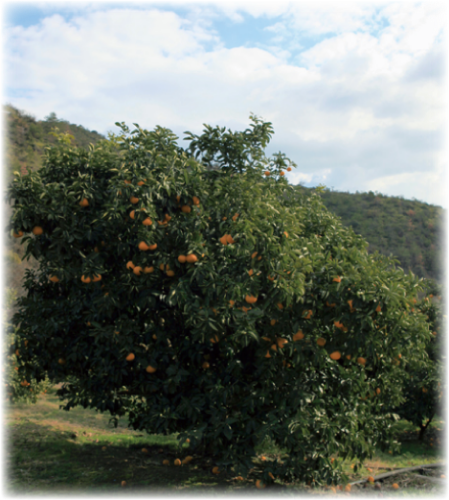 木になっているはっさくの写真
