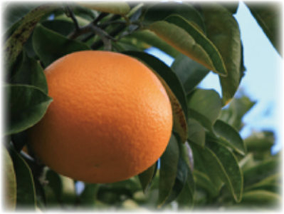 はっさくの写真