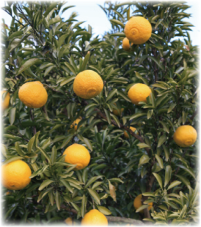 木になっているはるかの写真