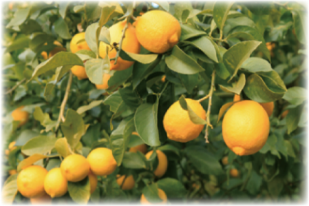 木になっているれもんの写真