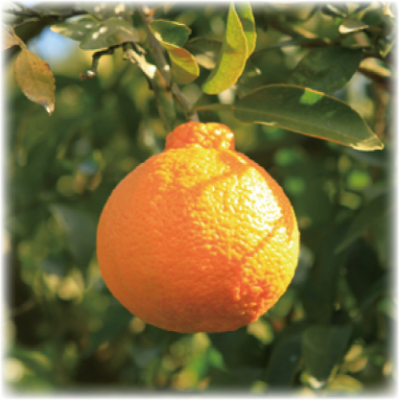 でこぽんの写真