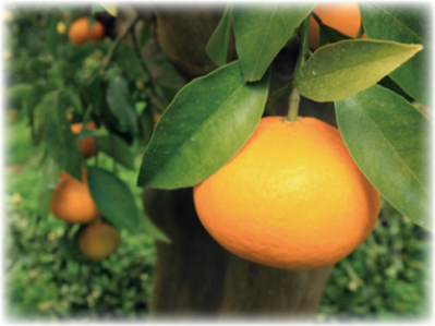 寺尾夏柑の写真
