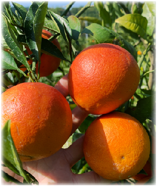 ブラッドオレンジの写真