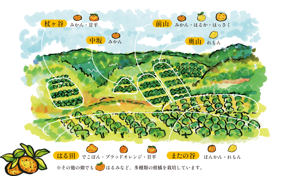 寺尾果樹園の地図イラスト