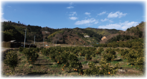 寺尾果樹園の写真